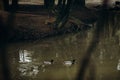 Cute mallards swimming in a lake in the forest, wild birds - ducks in a pond at british countryside - wildlife scene, nature Royalty Free Stock Photo