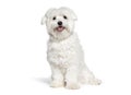 Cute Maltese dog panting, sitting and looking at the camera, Isolated Royalty Free Stock Photo