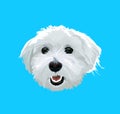 Cute Maltese dog portrait