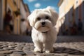 Cute Maltese dog poses on a picturesque cobblestone street