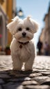 Cute Maltese dog poses on a picturesque cobblestone street