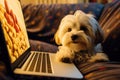 Cute Maltese dog sitting on a sofa with a laptop, A cute dog watches a movie on a laptop screen, creating an adorable scene, AI