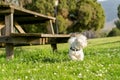 Cute Maltese dog (Canis lupus familiaris) playing in grass next to a wooden table in a park Royalty Free Stock Photo