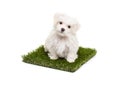 Cute Maltese Puppy Dog Sitting on Section of Artificial Turf Grass On White Background Royalty Free Stock Photo