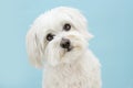 Cute maltese puppy dog tilting head side. Isolated on blue pastel background Royalty Free Stock Photo