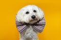 Cute maltese puppy dog wearing a checkered bowtie celebrating birthday, carnival or new year. Isolated on yellow background Royalty Free Stock Photo