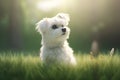 Cute Maltese puppy sitting in the grass on a sunny day