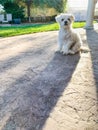 Cute Maltese Puppy Sitting on Patio in Back Yard of Home Royalty Free Stock Photo