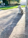 Cute Maltese Puppy Sitting on Patio in Back Yard of Home Royalty Free Stock Photo