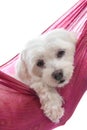 Cute maltese terrier Royalty Free Stock Photo