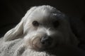 Cute Malteze Dog Laying On Sofa Royalty Free Stock Photo