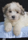 Cute Malti-Poo Puppy Royalty Free Stock Photo