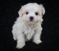 Cute Malti-Poo Puppy Royalty Free Stock Photo