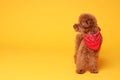 Cute Maltipoo dog with bandana on orange background. Space for text