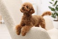 Cute Maltipoo dog on comfortable armchair at home. Lovely pet