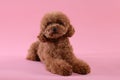 Cute Maltipoo dog on pink background. Lovely pet