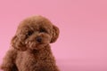 Cute Maltipoo dog on pink, space for text. Lovely pet