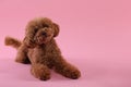 Cute Maltipoo dog on pink background, space for text