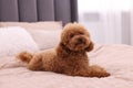Cute Maltipoo on soft bed at home. Lovely pet