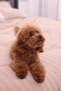 Cute Maltipoo dog on soft bed at home. Lovely pet