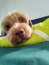 Cute Maltipoo eyes