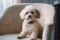 Cute maltipoo. Generate Ai