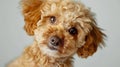This cute Maltipoo poses over a white studio background. Close-up. The pup looks healthy and content. Friend, love, care