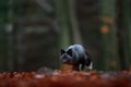 Cute mammal with black and white tail. Black silver fox, rare form. Dark red fox playing in autumn forest. Animal jump in fall Royalty Free Stock Photo