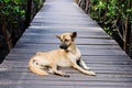 Cute mammal dog sitting on wooden bridge walkway in Cock plants or Crabapple Mangrove Forest in tropical rain forest of Thailand Royalty Free Stock Photo