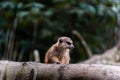 Cute mammal perched atop a tree branch in the zoo