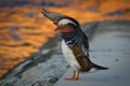 Cute Mandarin duck on a concrete surface wading its wings