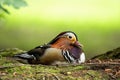 Cute mandarin duck drake lying on the ground in summer with copy space above.