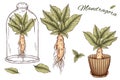 Cute mandragora art, green leaves, root, mandrake in glass, mandrake in pot, magical design element, wicca and witchcraft supplies