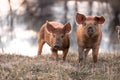 Cute mangalitsa pigs Royalty Free Stock Photo