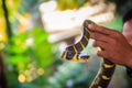 Cute mangrove snake on hand of the expert. Boiga dendrophila, commonly called the mangrove snake or the gold-ringed cat snake, is