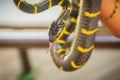 Cute mangrove snake on hand of the expert. Boiga dendrophila, commonly called the mangrove snake or the gold-ringed cat snake, is