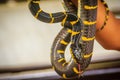 Cute mangrove snake on hand of the expert. Boiga dendrophila, commonly called the mangrove snake or the gold-ringed cat snake, is