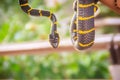 Cute mangrove snake on hand of the expert. Boiga dendrophila, commonly called the mangrove snake or the gold-ringed cat snake, is