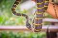 Cute mangrove snake on hand of the expert. Boiga dendrophila, commonly called the mangrove snake or the gold-ringed cat snake, is