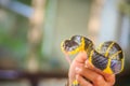 Cute mangrove snake on hand of the expert. Boiga dendrophila, commonly called the mangrove snake or the gold-ringed cat snake, is