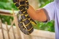 Cute mangrove snake on hand of the expert. Boiga dendrophila, commonly called the mangrove snake or the gold-ringed cat snake, is