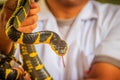 Cute mangrove snake on hand of the expert. Boiga dendrophila, commonly called the mangrove snake or the gold-ringed cat snake, is