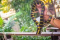 Cute mangrove snake on hand of the expert. Boiga dendrophila, commonly called the mangrove snake or the gold-ringed cat snake, is