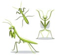 Cute Mantis Poses Cartoon Vector Illustration