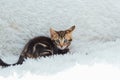 Little marble bengal kitten on the white fury blanket