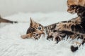 Little marble bengal kitten on the white fury blanket