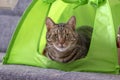 Cute marble cat camping in lime green cat tent asking for attention and trying to be the cutest pet