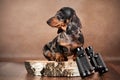 A cute marble dachshund puppy sits with binoculars on a brown background. Hunting concept