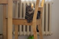 Cute marble lazy cat sitting on the chair in sunlight, wathing to the camera wagging his tail in front of central heating