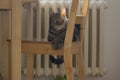 Cute marble lazy cat sitting on the chair in sunlight, wathing to the camera wagging his tail in front of central heating